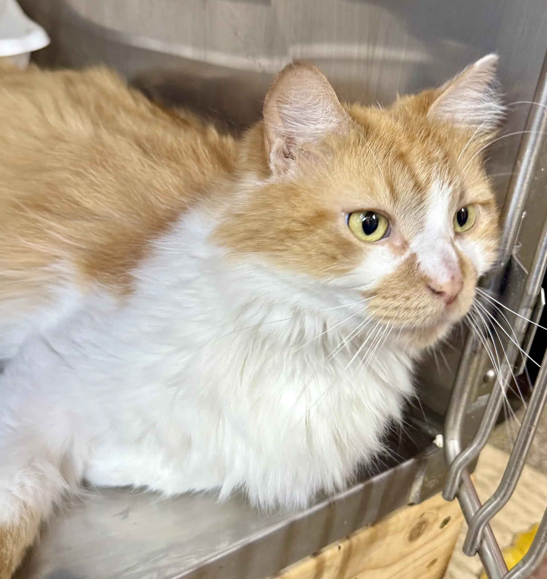 Charlie - Domestic Medium Hair