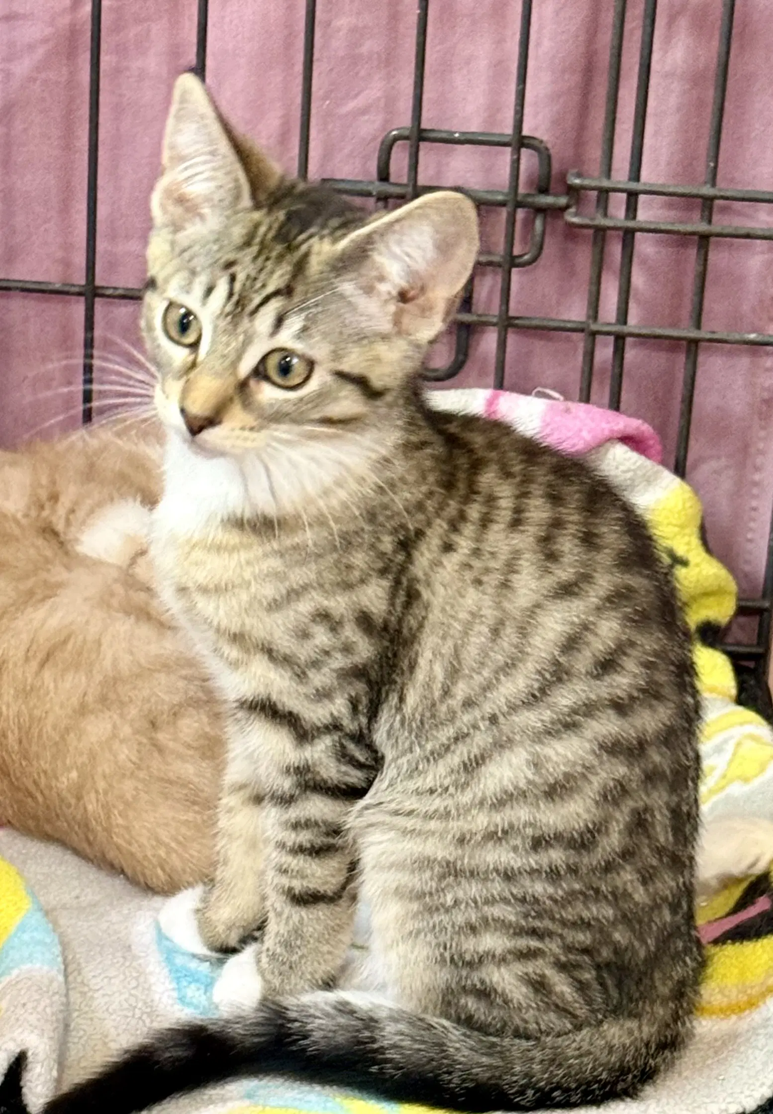 Shirley - Tabby