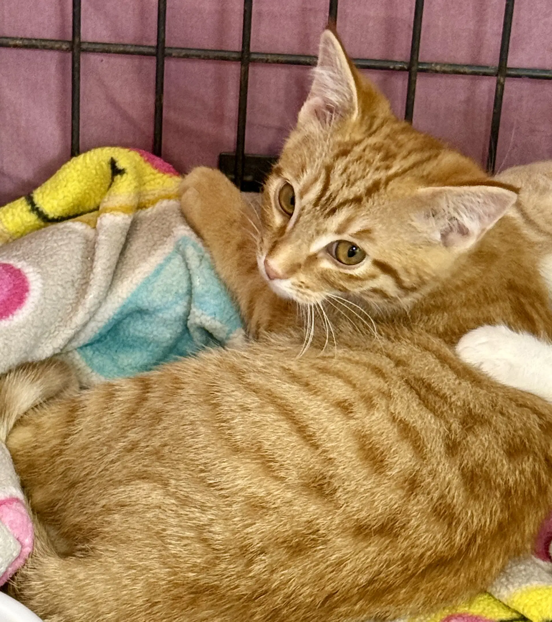Sam - Tabby
