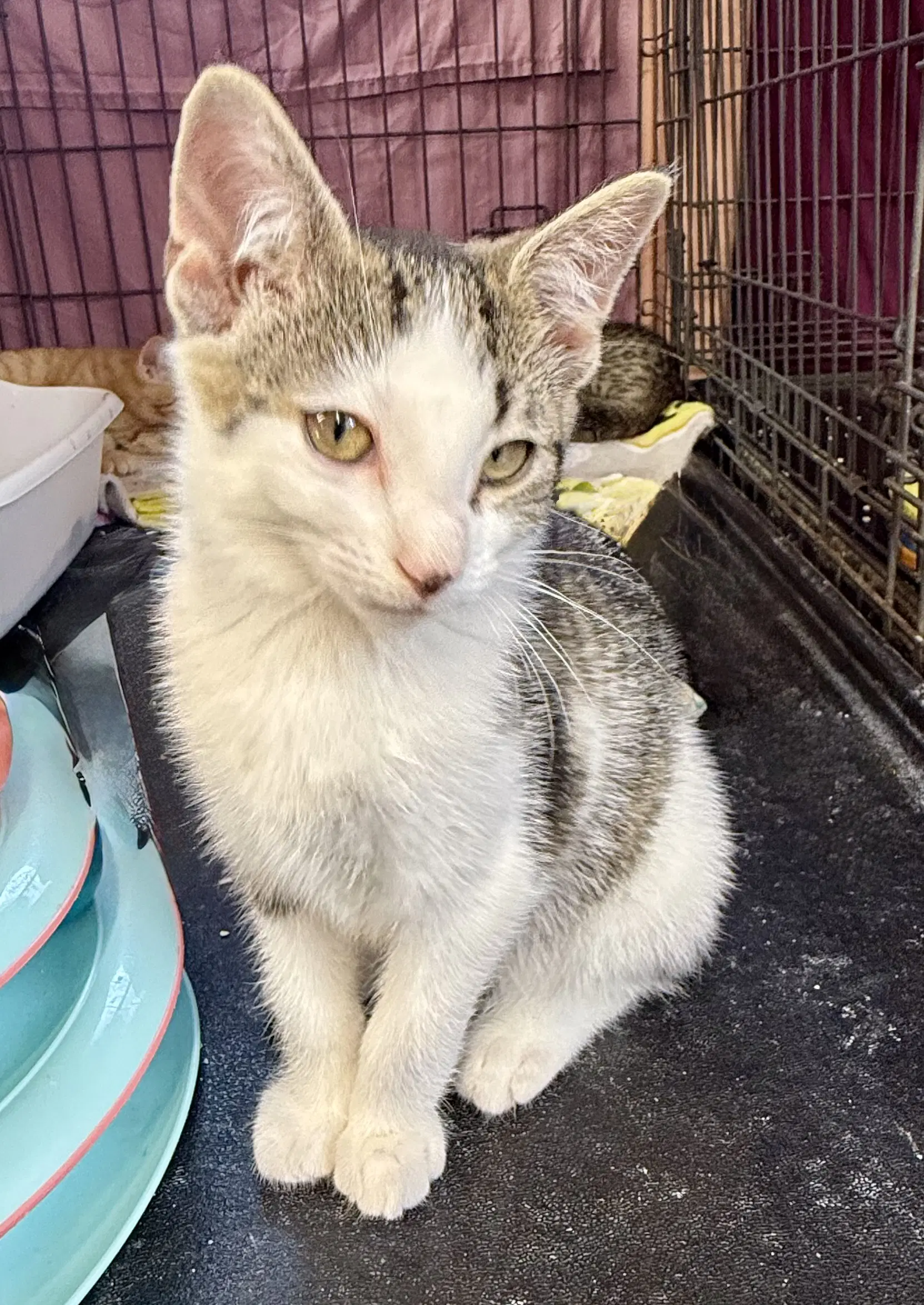 Sawyer - Tabby