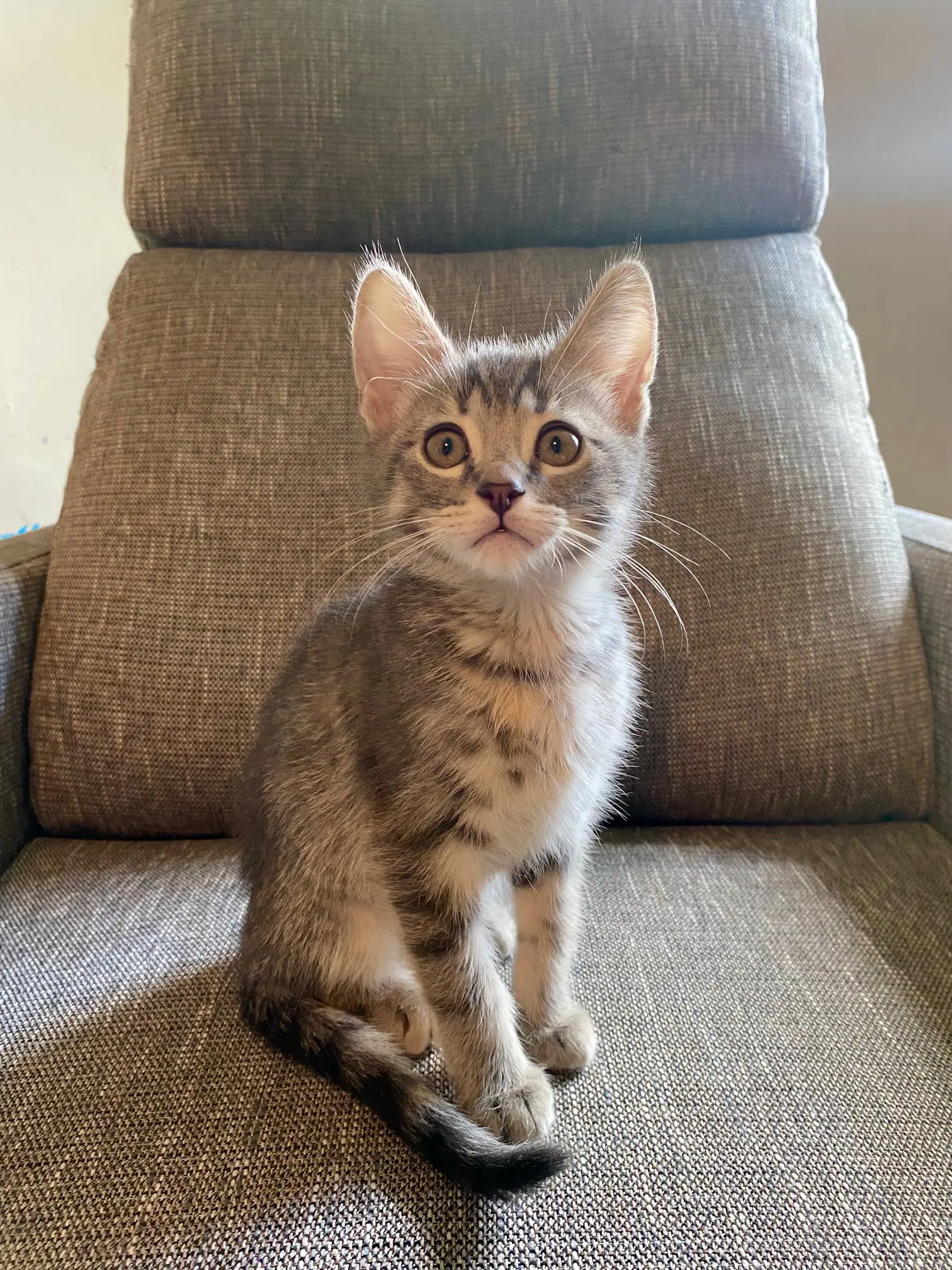 Gio - Tabby