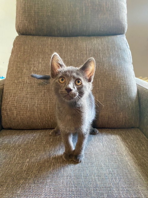 Enzo, Baby American Shorthair (short coat), cat for adoption in Arlington Heights, Illinois