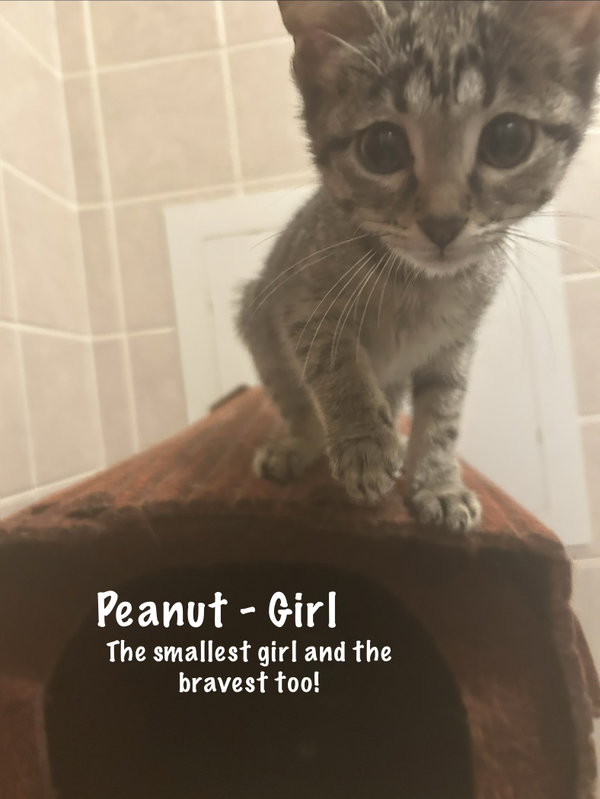 Peanut
