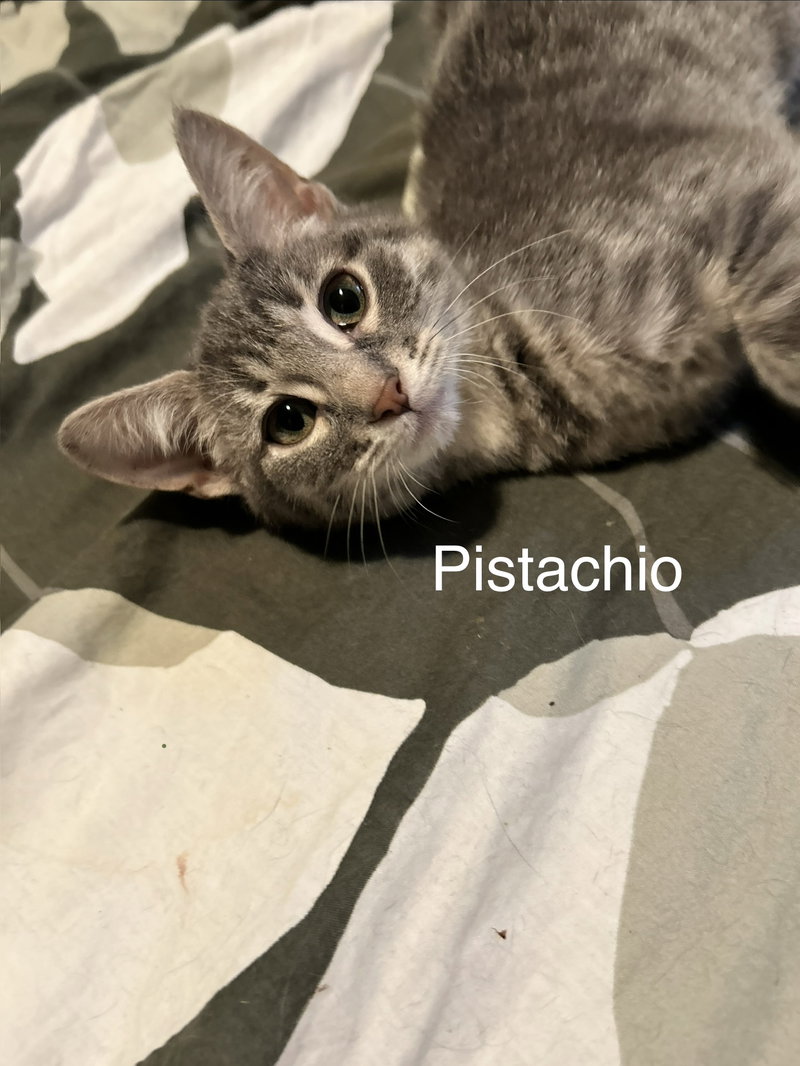Pistachio, photo 2
