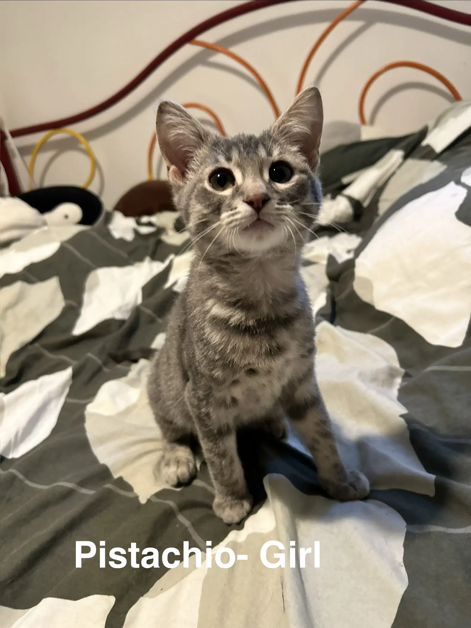 Pistachio - Tabby
