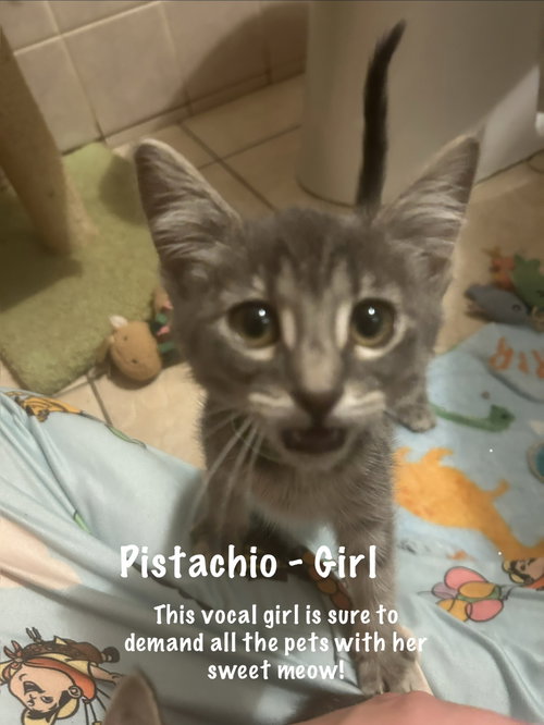 Photo 4 of Pistachio