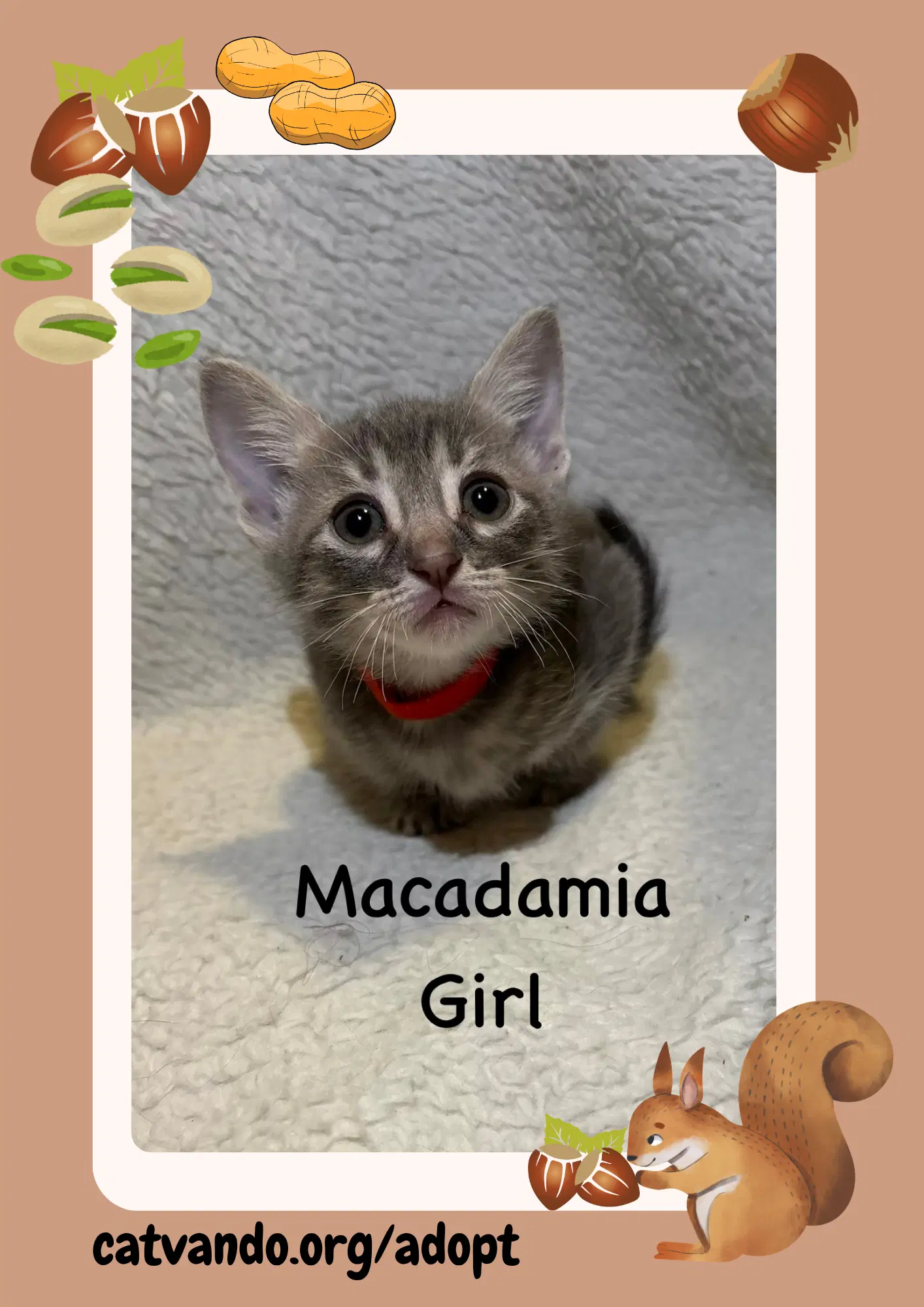 Macadamia - Tabby