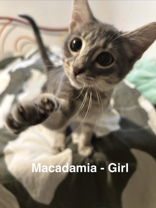 Photo 2 of Macadamia