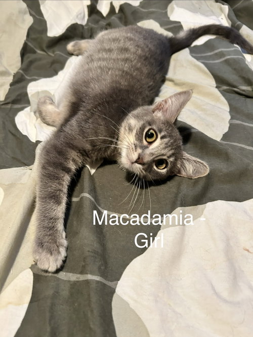Photo 3 of Macadamia