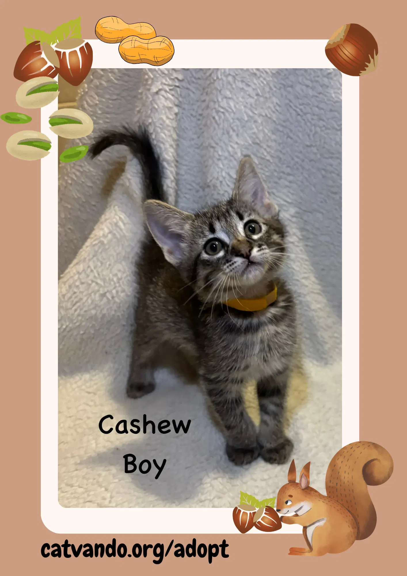 Cashew - Tabby