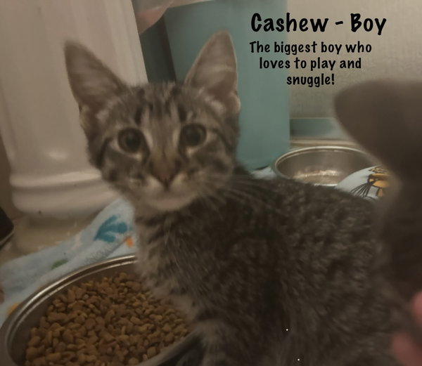 Cashew