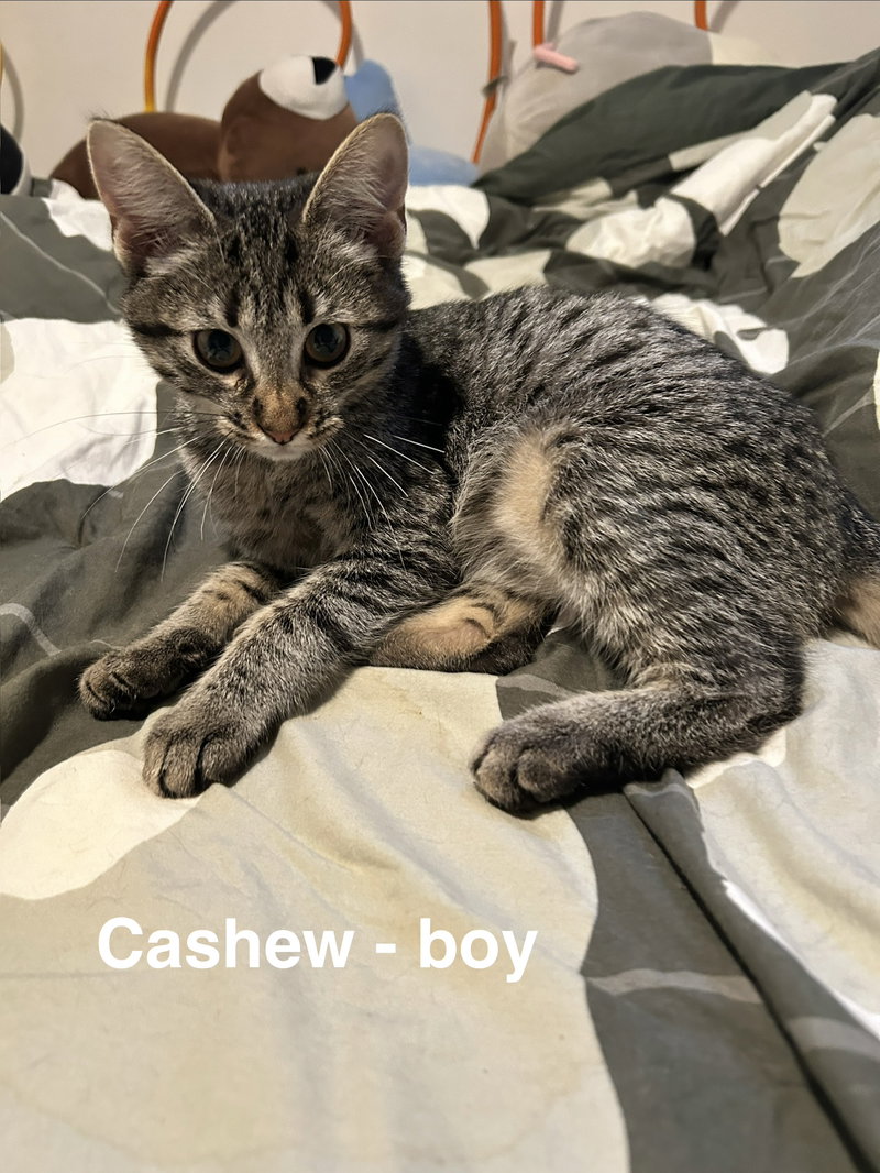 Cashew, photo 2