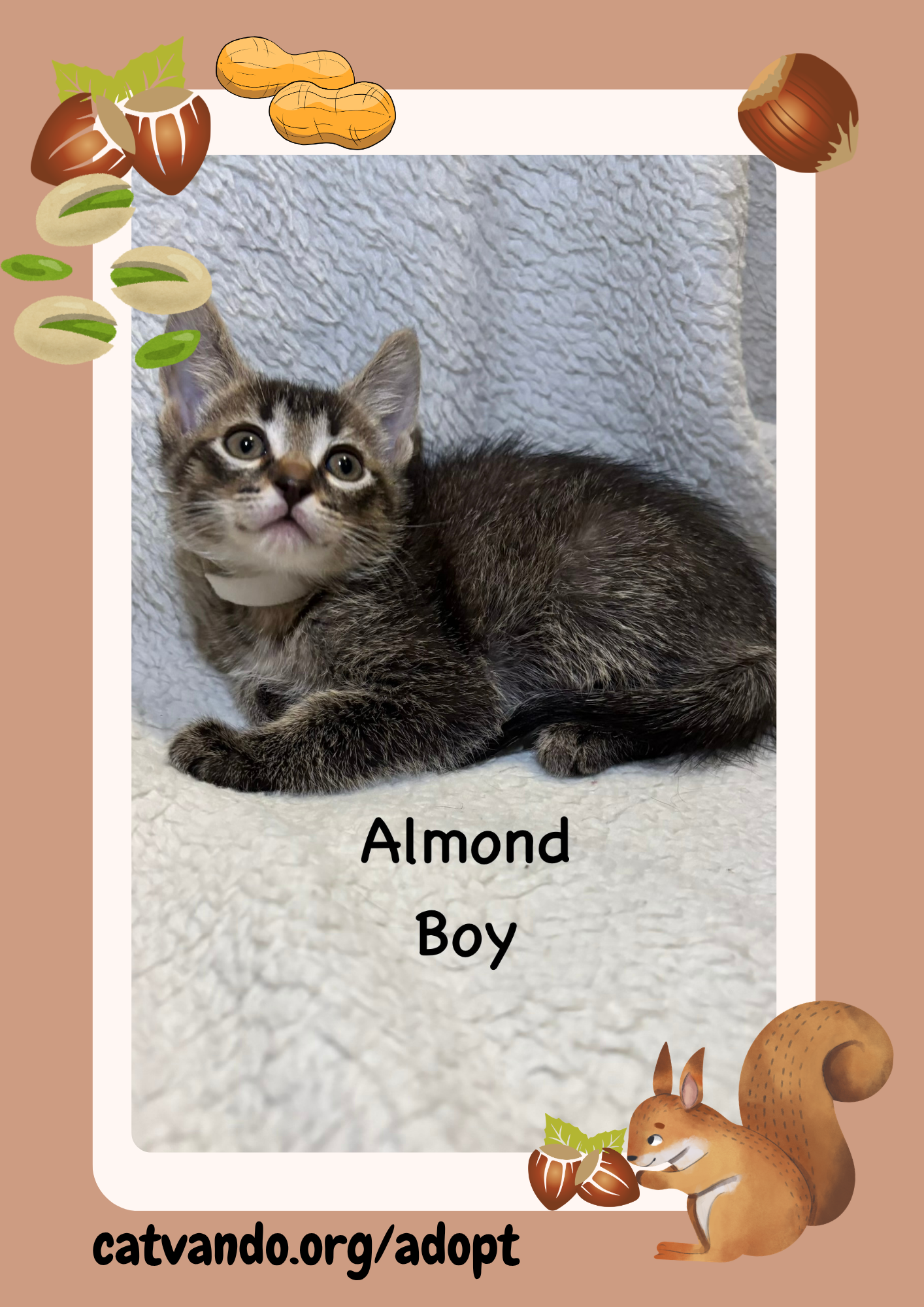 Almond, Tabby