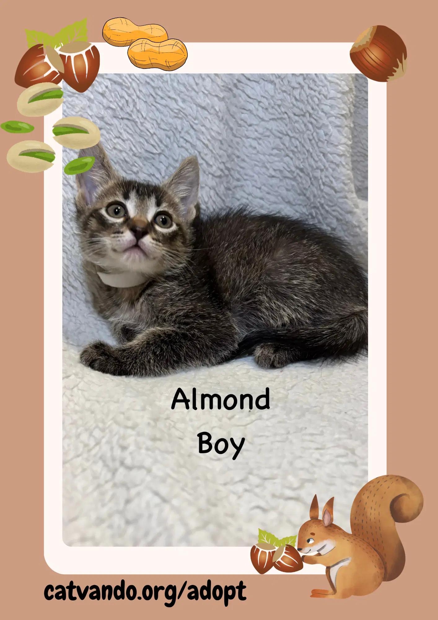 Almond - Tabby