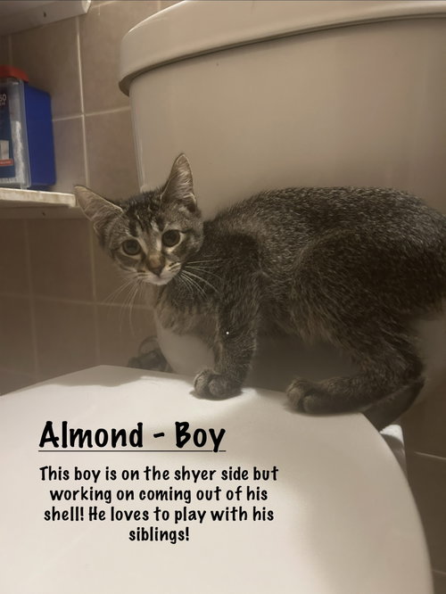 Photo 2 of Almond