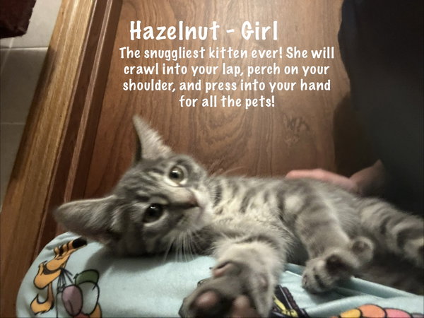 Hazelnut