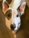 Lexie - Photo 4