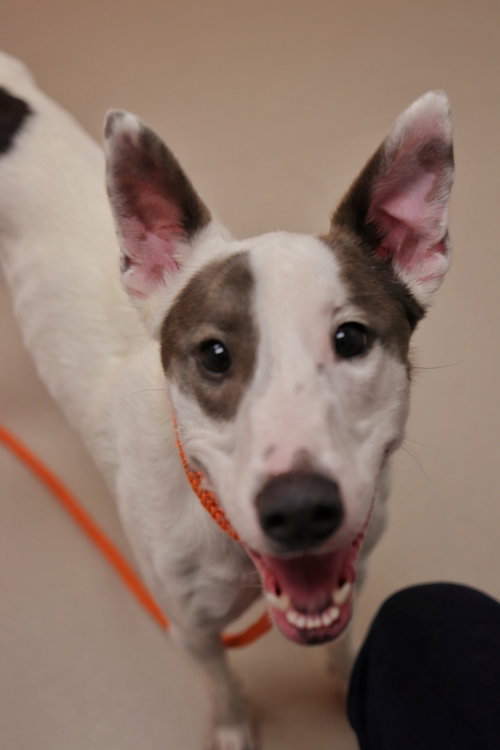 LEXIE - Greyhound available for adoption