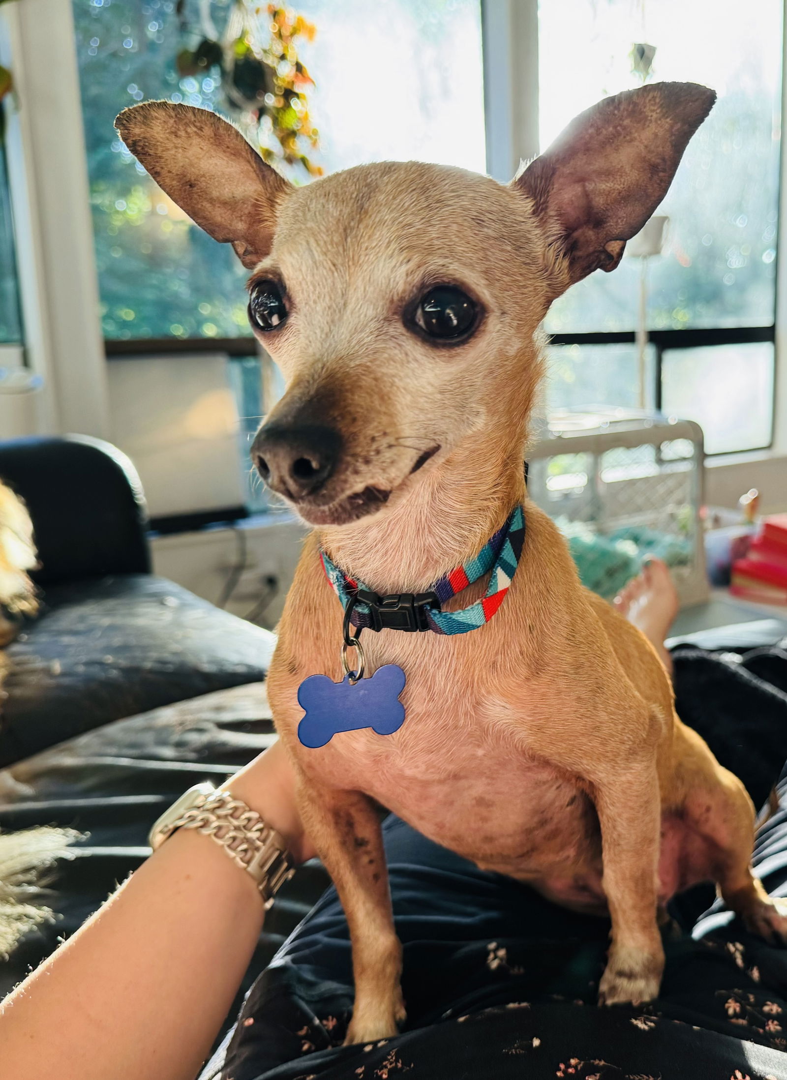 adoptable Dog in Bellevue, WA named Tweak- Chihuahua cutie