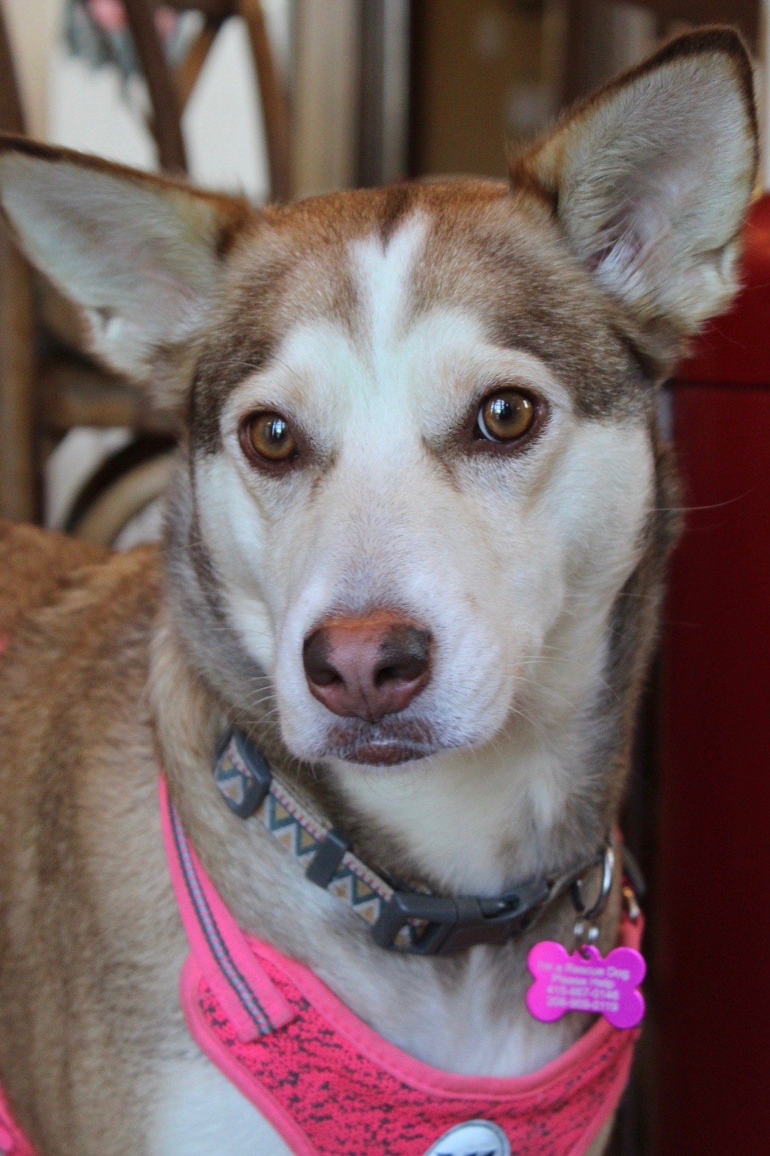 adoptable Dog in Bellevue, WA named Penny - Stunning Husky Mix