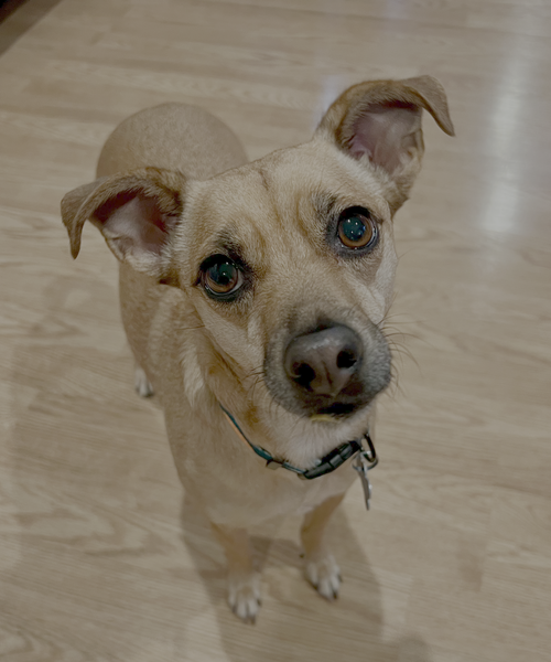picture of the dog needing adoption