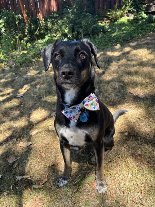 picture of the dog needing adoption