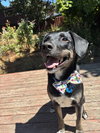 Zorro - Photo 2