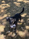Zorro - Photo 3