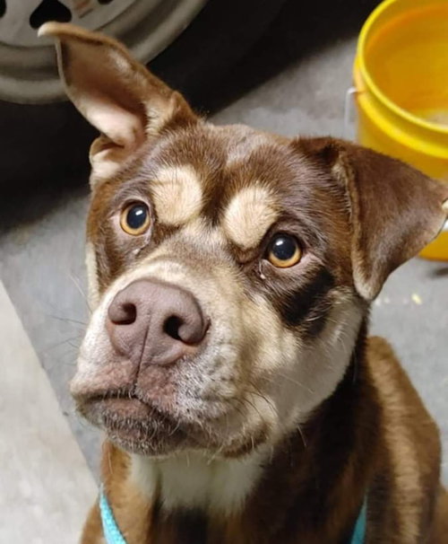 picture of the dog needing adoption
