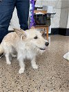 adoptable Dog in bellevue, WA named Cotton - Sweet Shy Boy