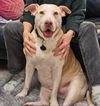 adoptable Dog in bellevue, WA named Gracie