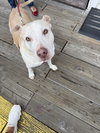 Gracie - Photo 4
