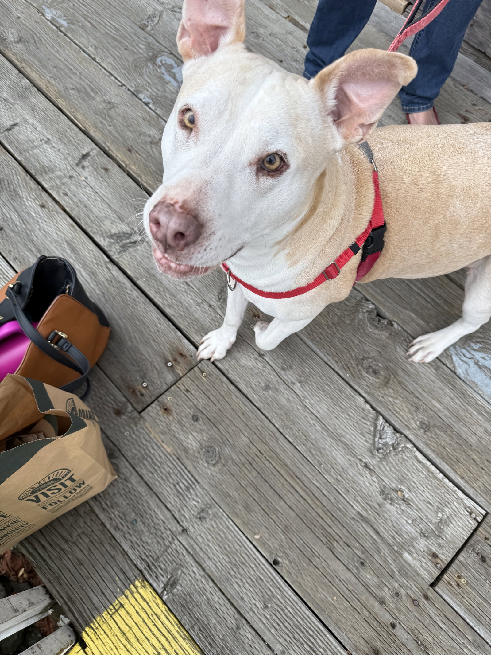 Gracie