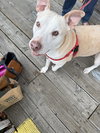 Gracie - Photo 3