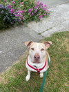 Gracie - Photo 8