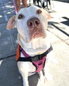 Gracie - Photo 7