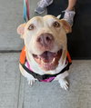 Gracie - Photo 6
