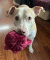 Gracie - Photo 1