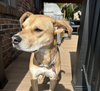 Roxy - Photo 5