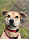 adoptable Dog in bellevue, WA named Roxy