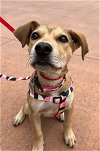 adoptable Dog in  named Roxy - Gorgeous!