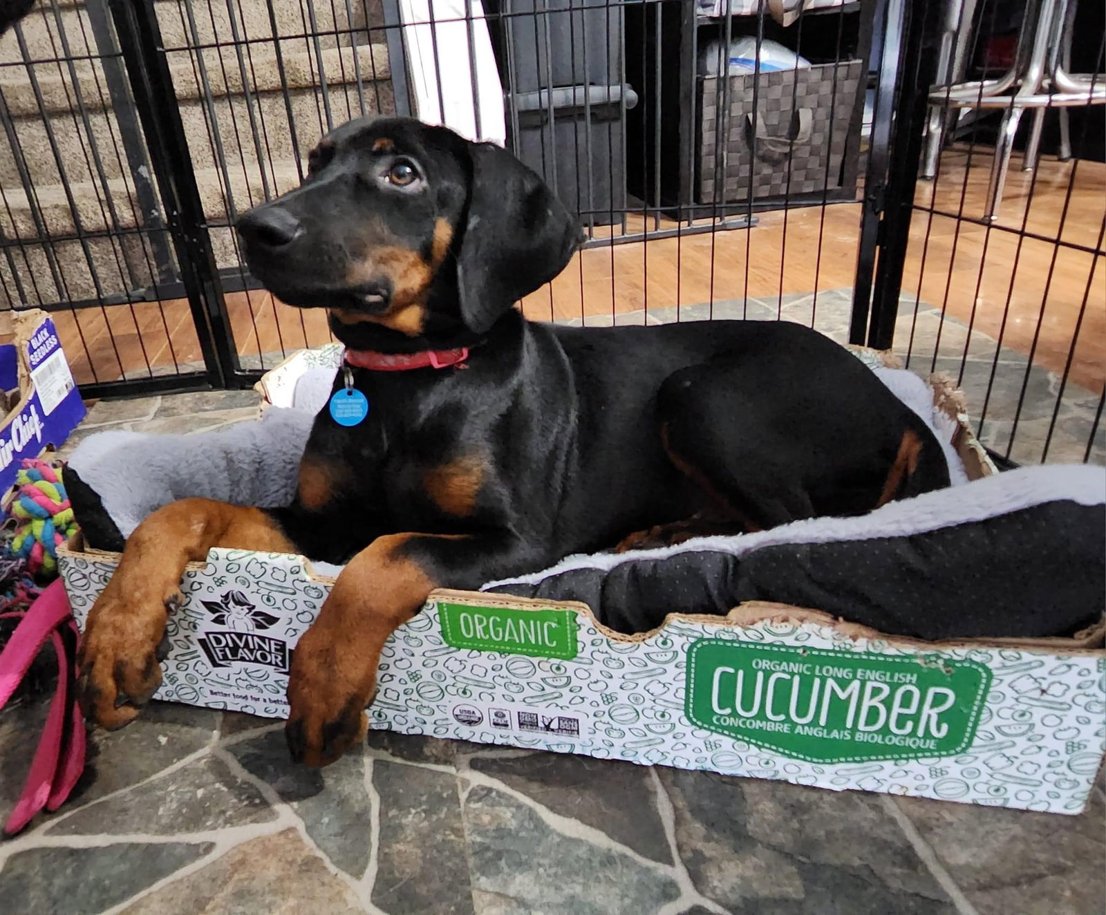 Dog for Adoption Austin Your New Best Friend, a Hound in Snohomish County, WA Alpha Paw