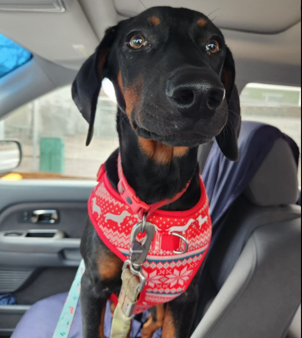 Dog for Adoption Austin Your New Best Friend, a Hound in Port Ludlow, WA Alpha Paw