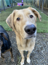 adoptable Dog in bellevue, WA named Dublin - Best Friend