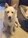 adoptable Dog in bellevue, WA named Aiden -Handsome Jindo Mix