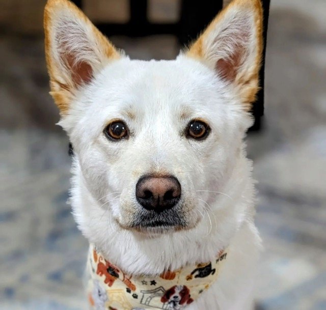 adoptable Dog in Bellevue, WA named Aiden -Handsome Jindo Mix