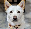 adoptable Dog in  named Aiden -Handsome Jindo Mix