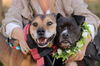 adoptable Dog in  named Rose and Lorenzo - The Best Pair