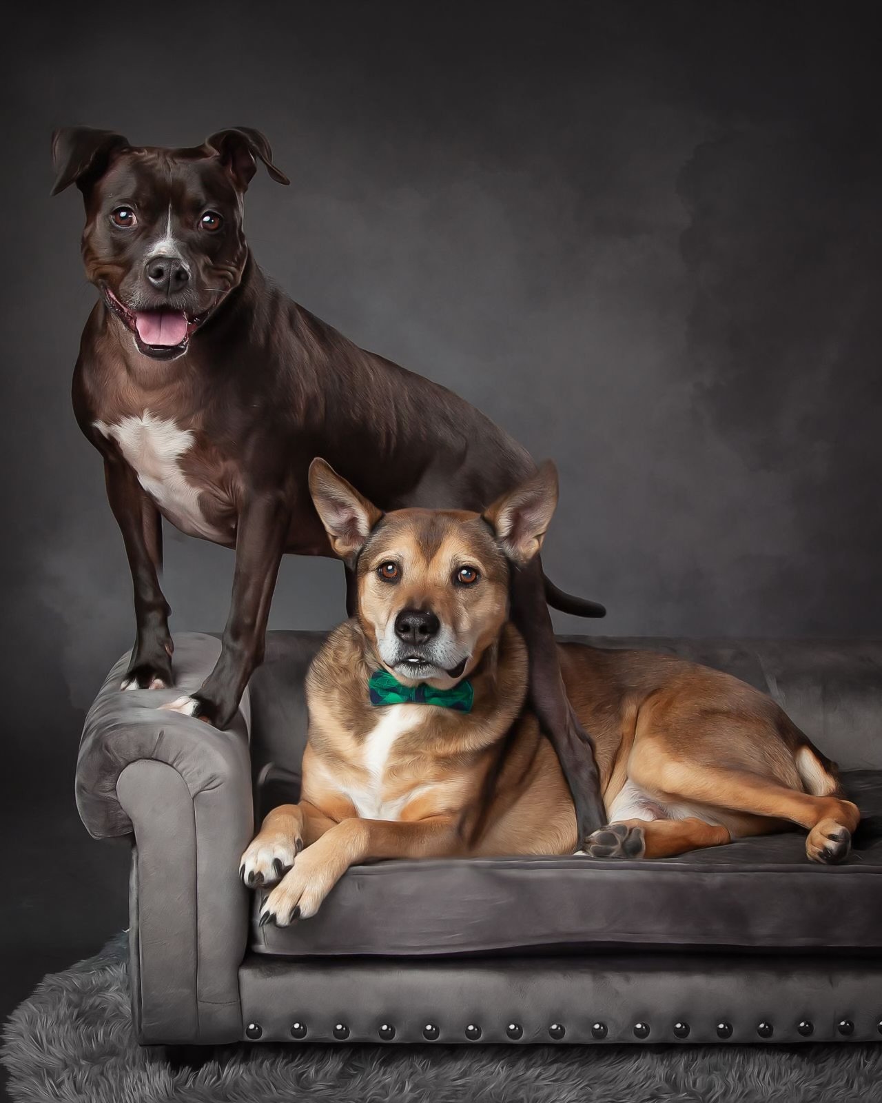adoptable Dog in Bellevue, WA named Rose and Lorenzo - The Best Pair