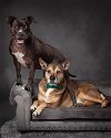 adoptable Dog in , WA named Rose and Lorenzo - The Best Pair
